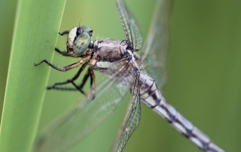 Quale Orthetrum???
